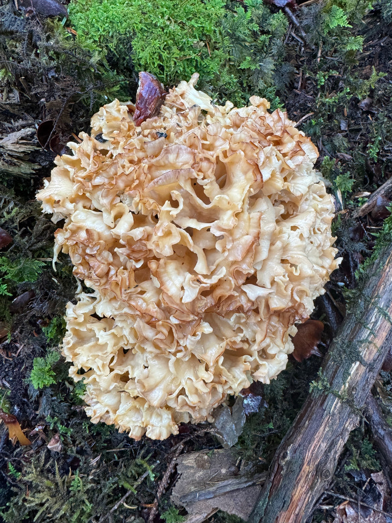 Der charakteristisch gewellte Fruchtkörper einer Krausen Glucke wächst auf moosigem Waldboden.