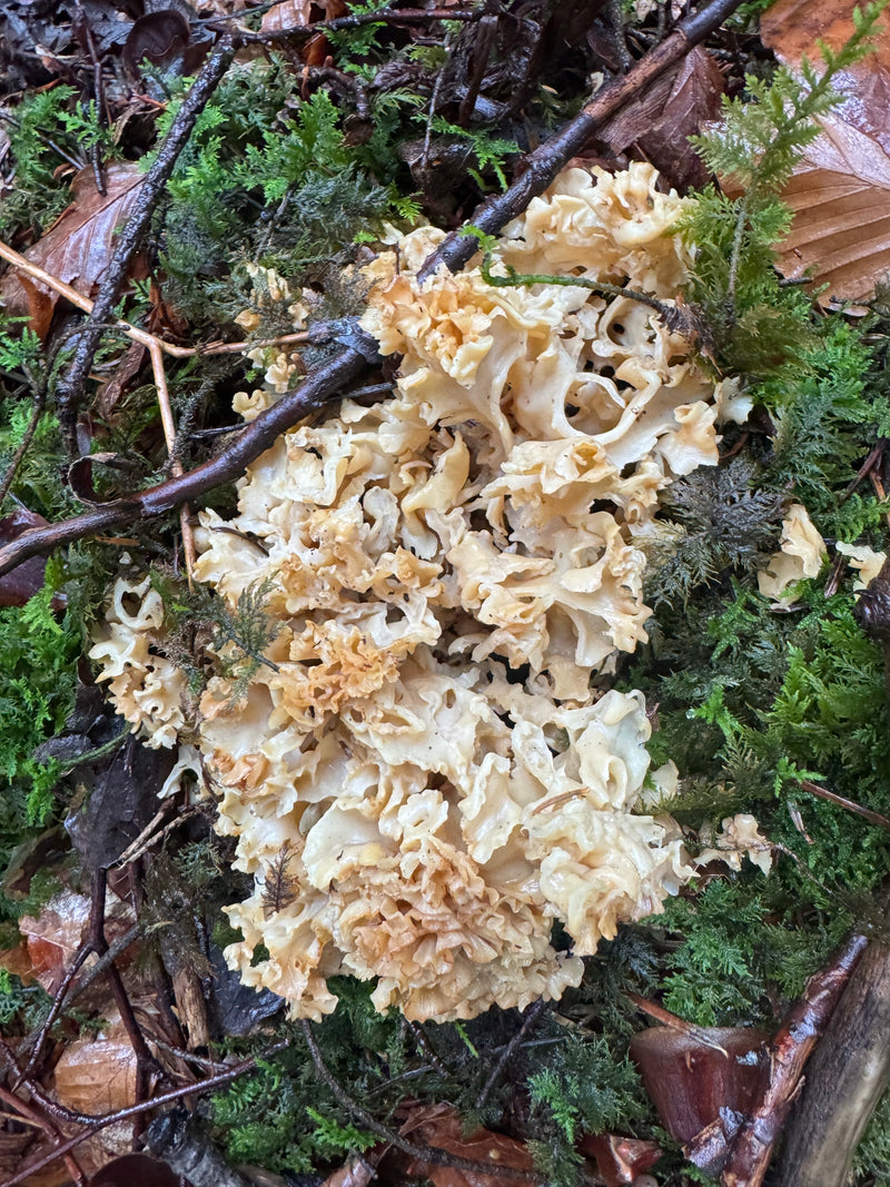 Eine Krause Glucke wächst auf moosigem Waldboden zwischen herabgefallenen Blättern und Zweigen.