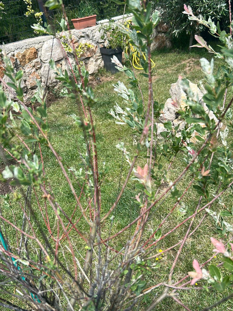 Kriech-Weide — Bild 1
