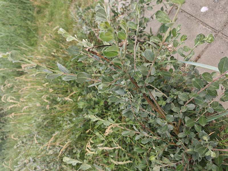 Kriech-Weide — Bild 2