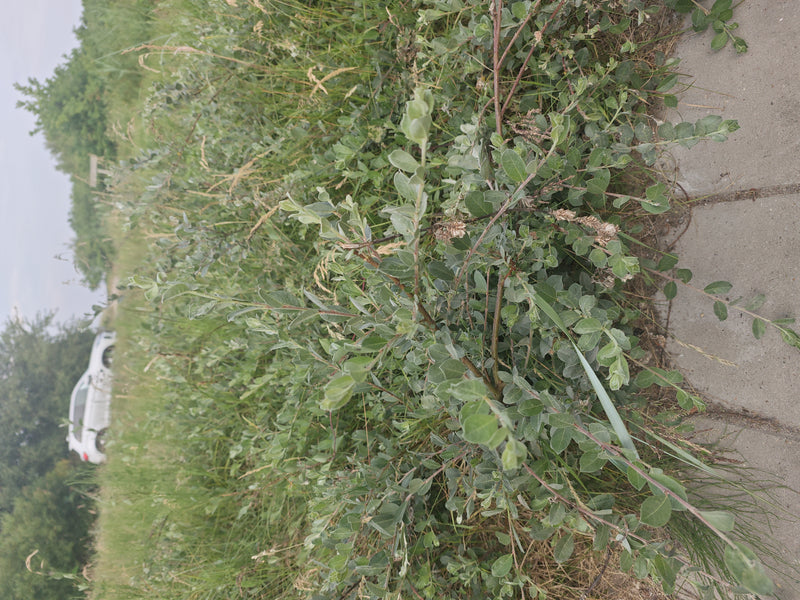 Kriech-Weide — Bild 3
