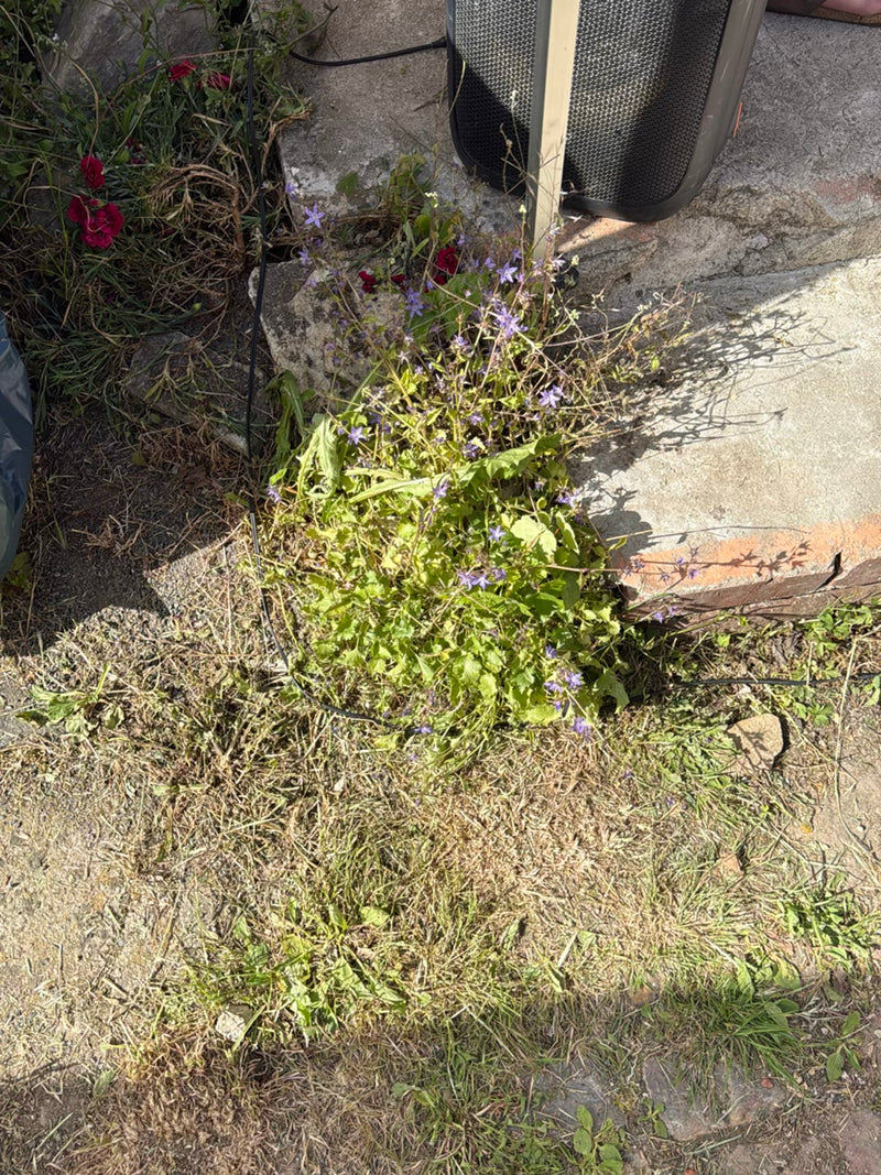 Kriechende Glockenblume — Bild 3
