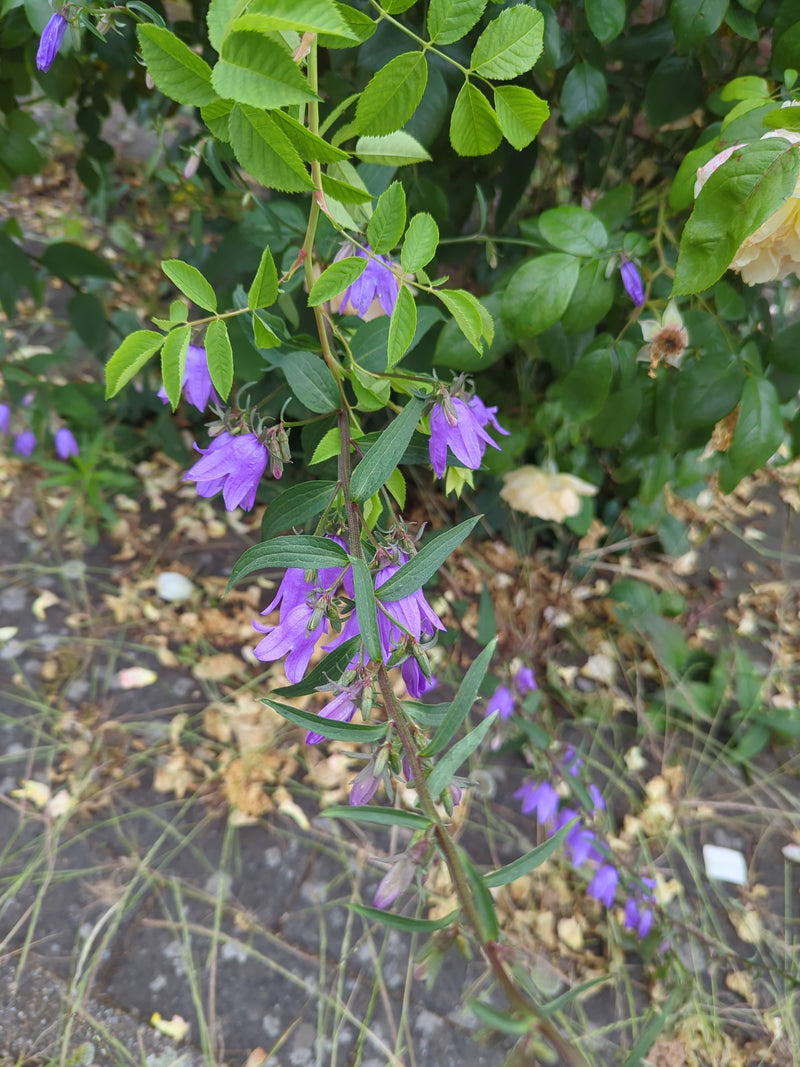Kriechende Glockenblume — Bild 4