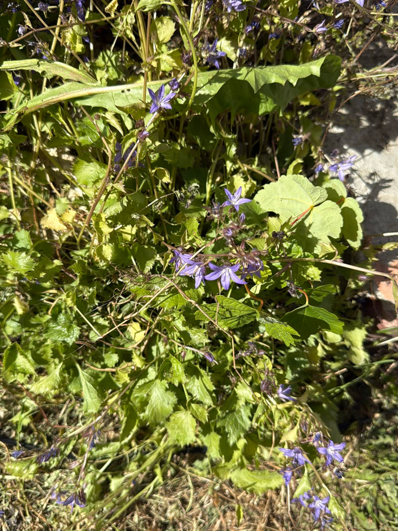 Kriechende Glockenblume — Bild 1