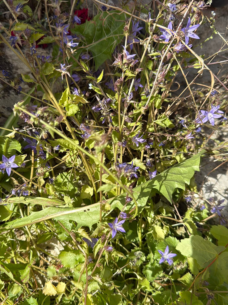 Kriechende Glockenblume — Bild 2