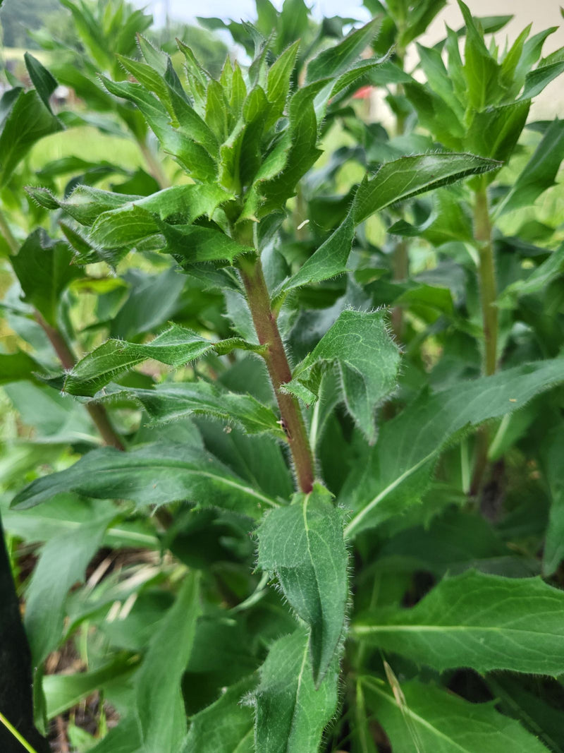 Kriechende Glockenblume — Bild 5