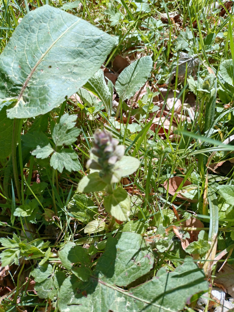 Kriechender Günsel — Bild 4