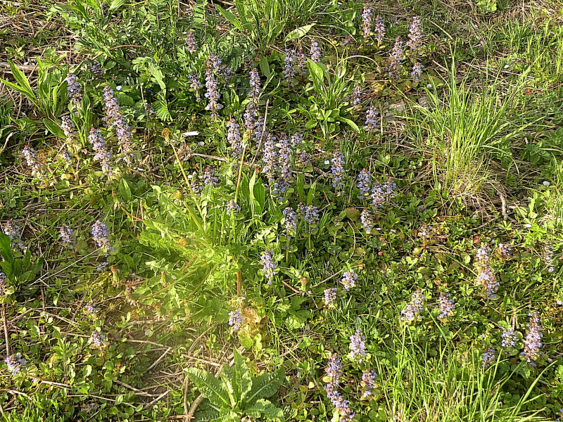 Kriechender Günsel — Bild 5