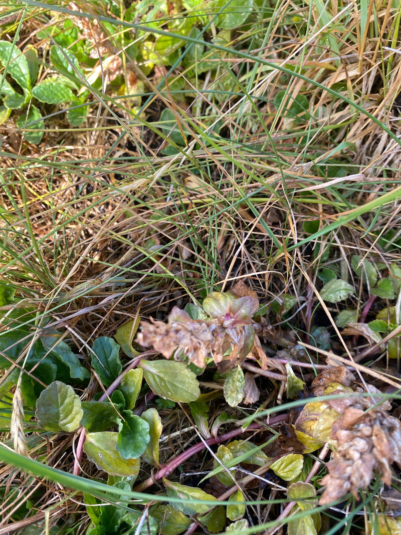 Kriechender Günsel — Bild 3