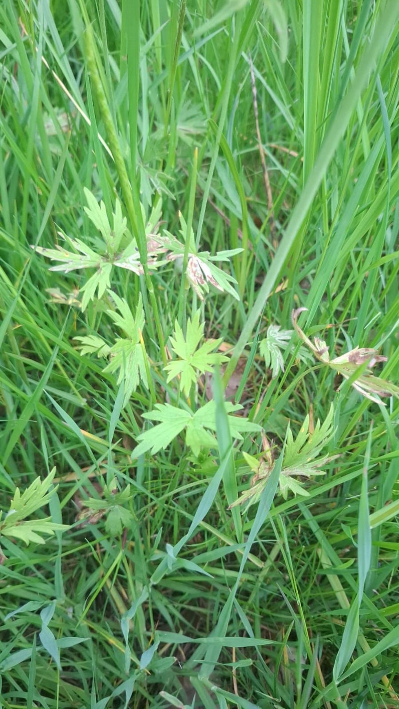 Kriechendes Fingerkraut — Bild 2