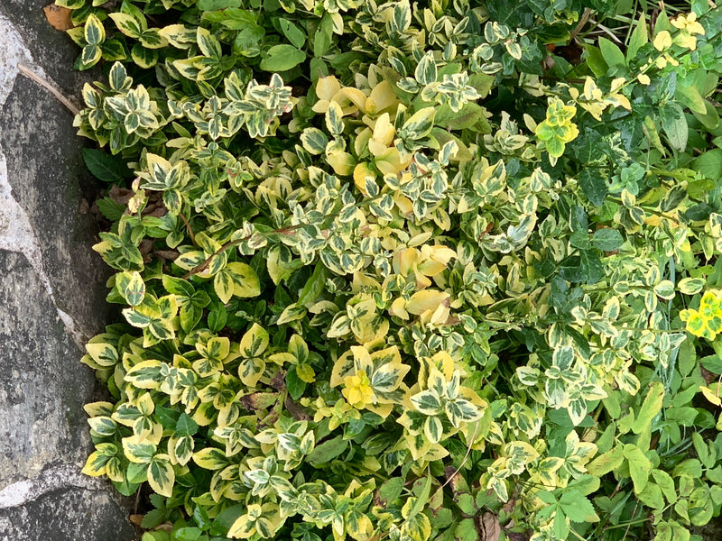 Zu sehen ist eine dichte Ansammlung der grün-gelb gemusterten Blätter der Buntblättrigen Kriechspindel. Die Pflanze wächst als Bodendecker neben einer Steinm...