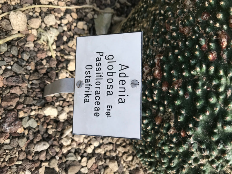 Kugel-Adenie — Bild 3 von 3