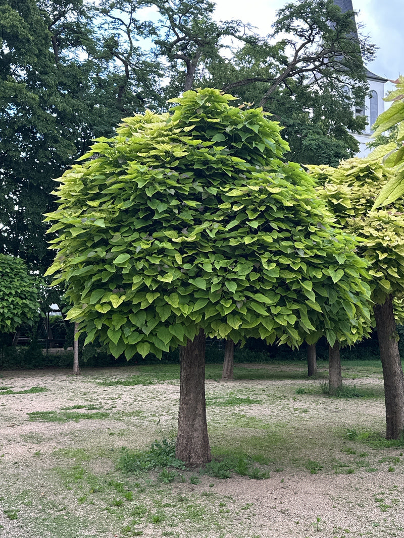 Trompetenbaum — Bild 2