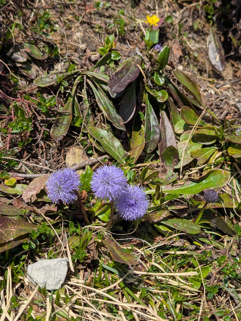 Kugelige Teufelskralle — Bild 2