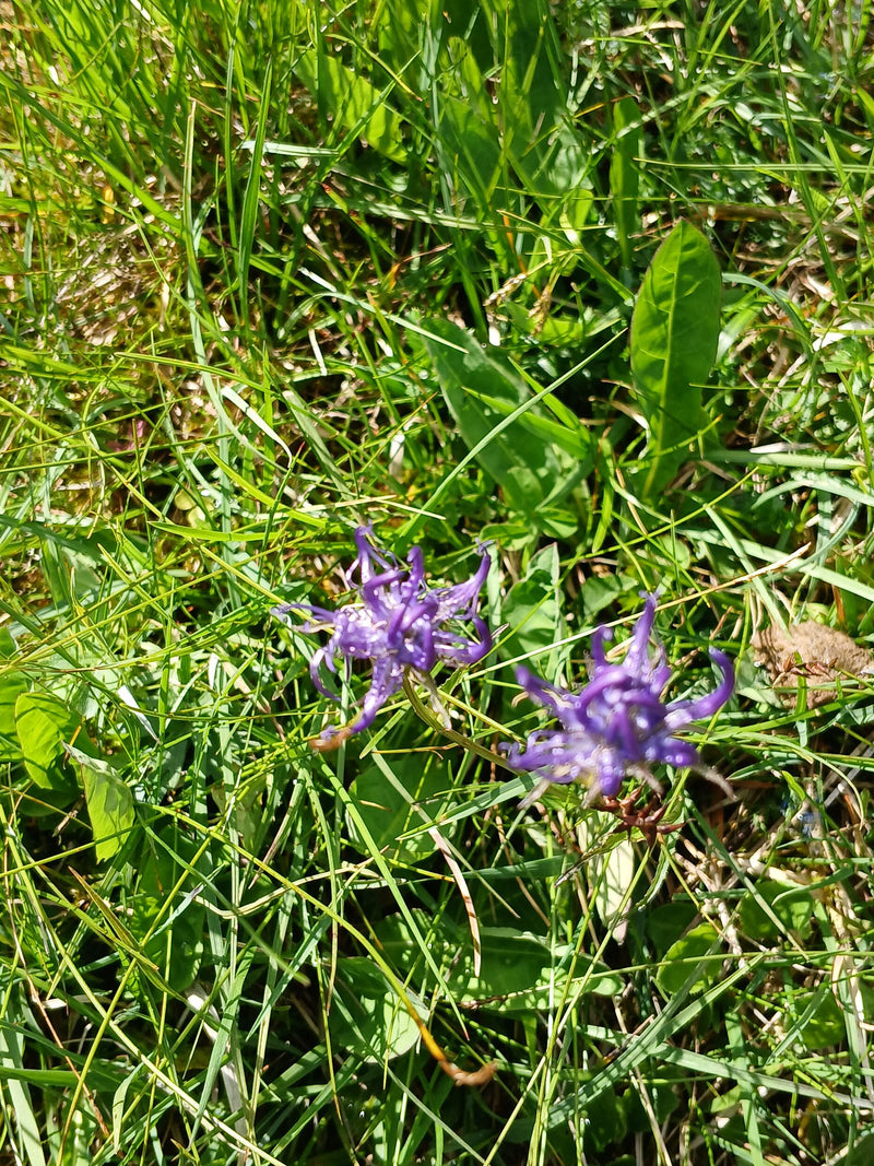 Kugelige Teufelskralle — Bild 1