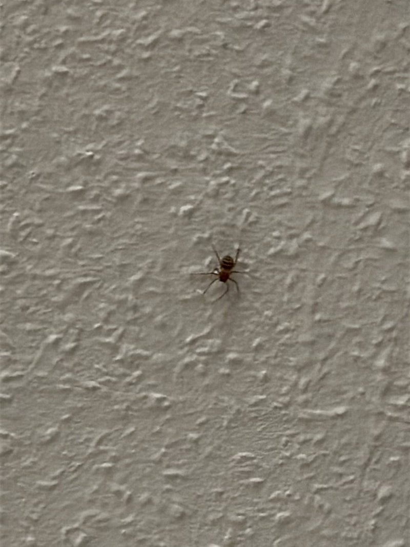 Kugelspinne (Familie) — Bild 2