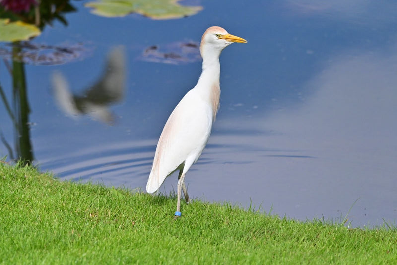 Kuhreiher — Bild 2