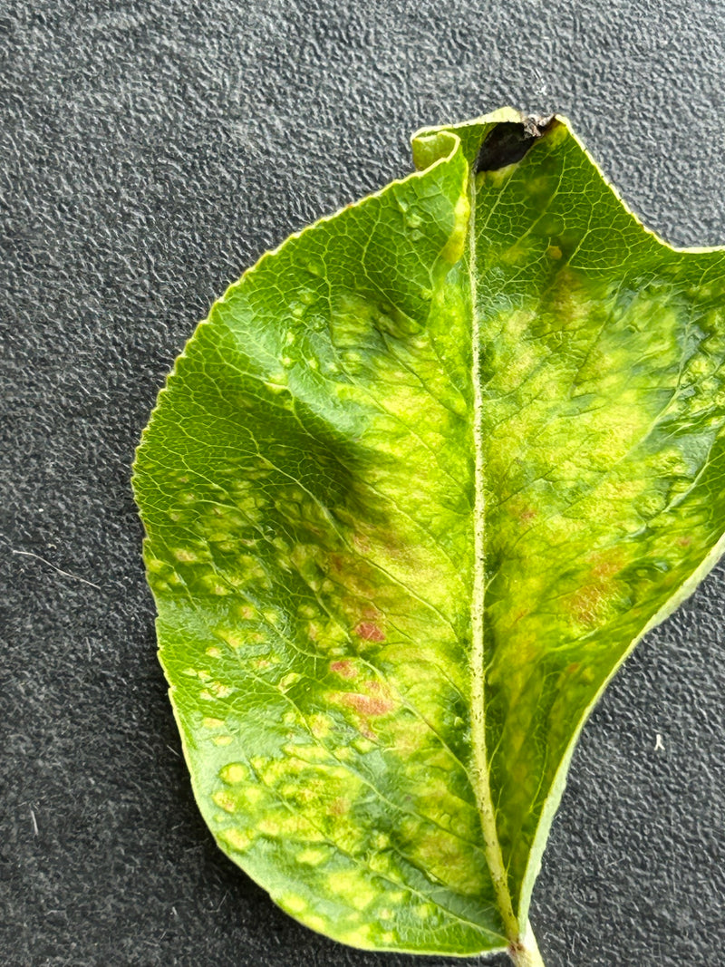 Zu sehen ist ein einzelnes Blatt der Kultur-Birne mit gelblichen bis rötlichen Flecken auf einer dunklen Oberfläche.