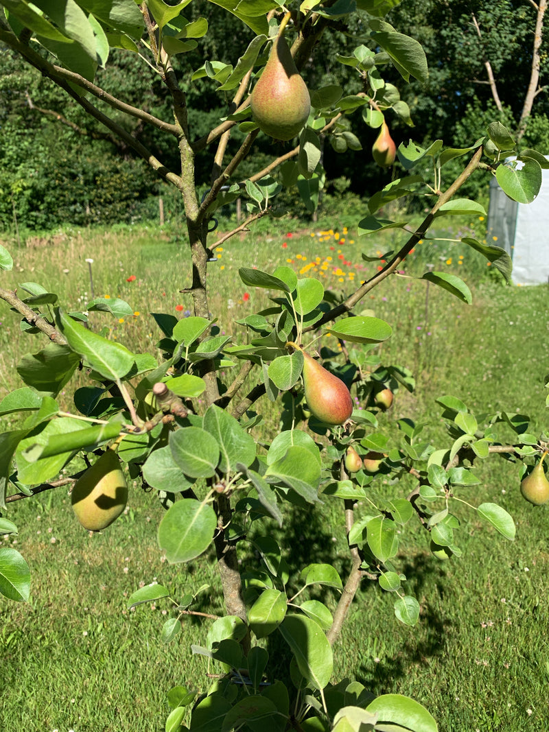 Das Bild zeigt einen jungen Birnbaum (Pyrus communis) mit mehreren heranwachsenden Birnenfrüchten an den Zweigen. Im Hintergrund ist eine begrünte Gartenfläc...