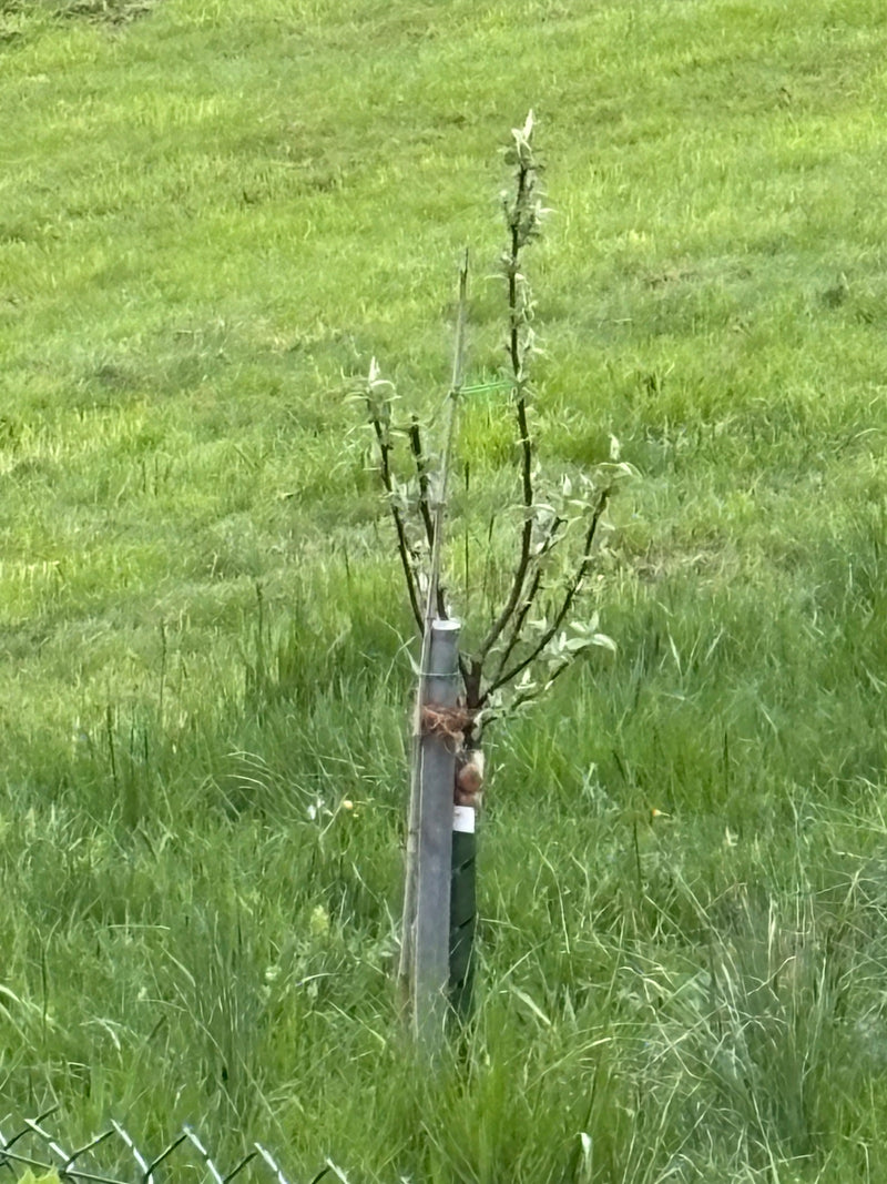 Apfelbaum — Bild 5