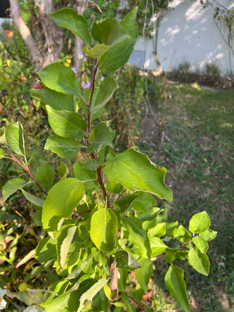 Ein junger Zweig eines Apfelbaums mit grünen Blättern in einem Garten.