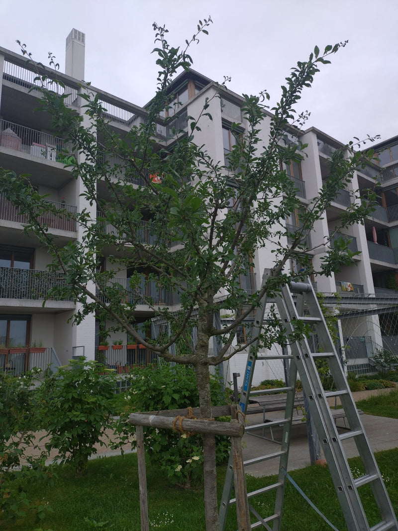 Apfelbaum — Bild 3