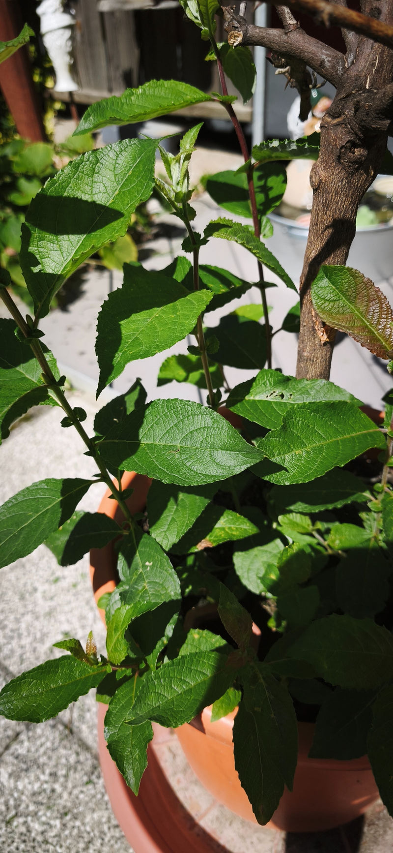 Apfelbaum — Bild 1