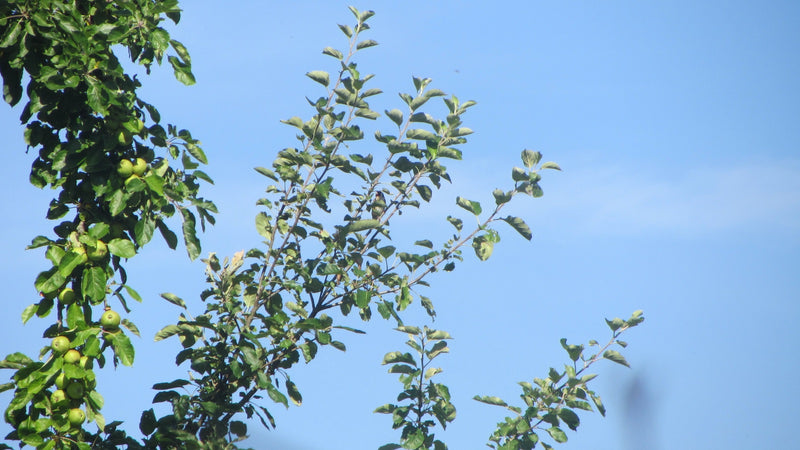 Zu sehen ist ein blattreicher Apfelbaum mit grünen Äpfeln an den Zweigen. Die Äste erstrecken sich vor einem klaren blauen Himmel.