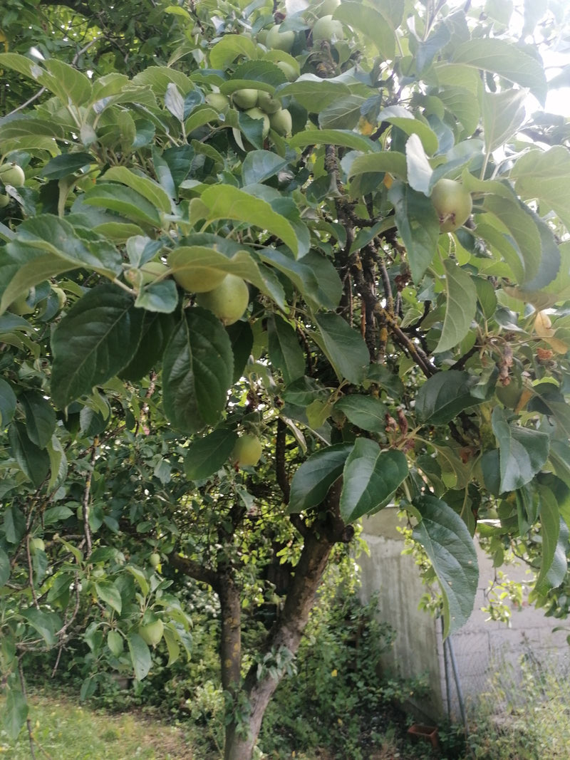 Apfelbaum — Bild 2