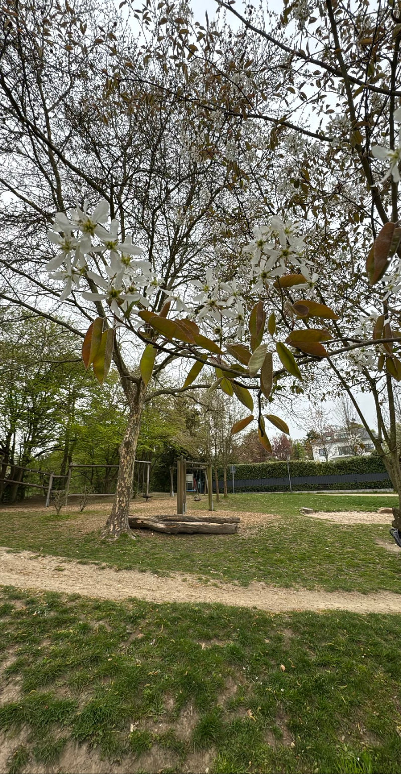 Kupfer-Felsenbirne — Bild 1