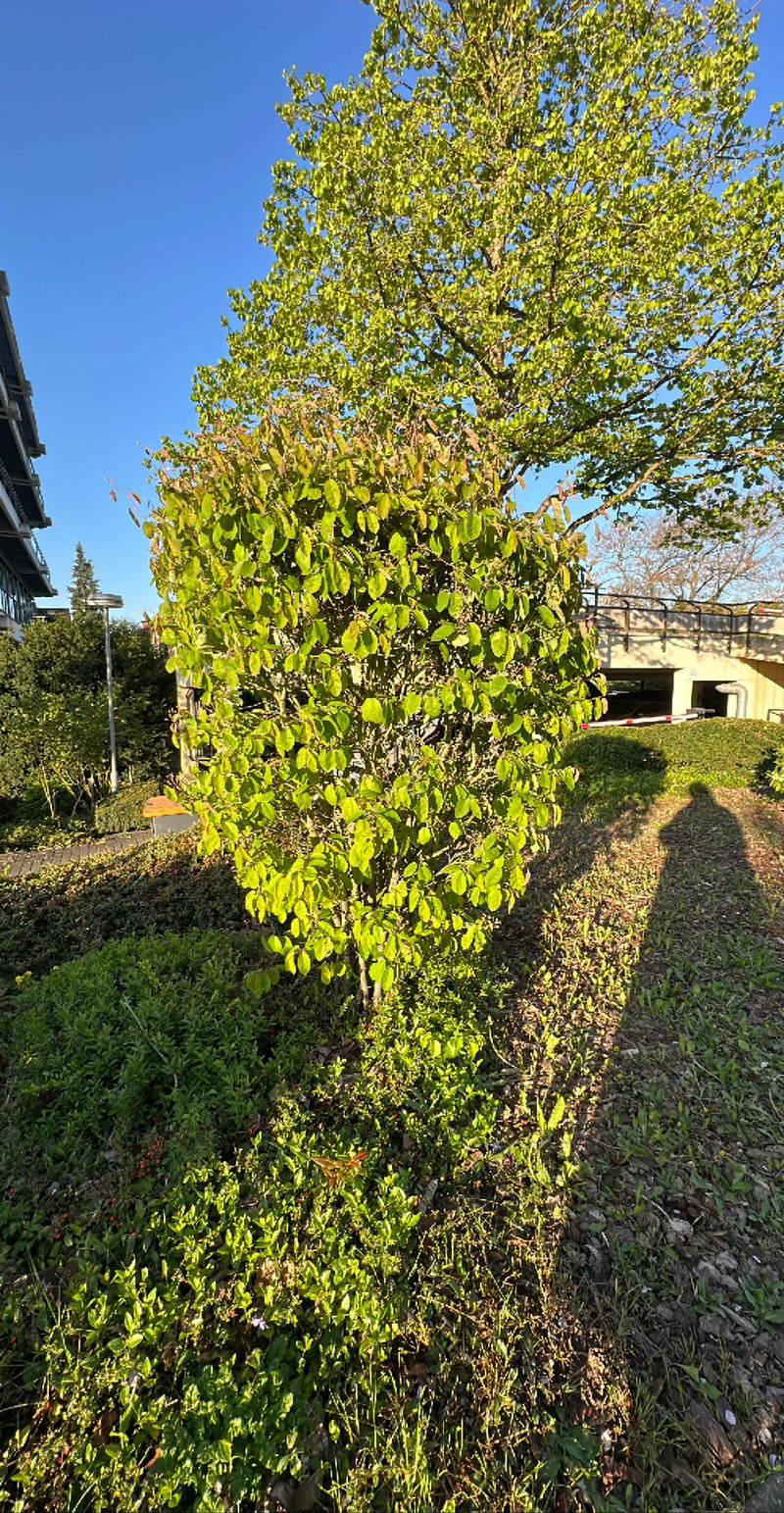 Kupfer-Felsenbirne — Bild 2