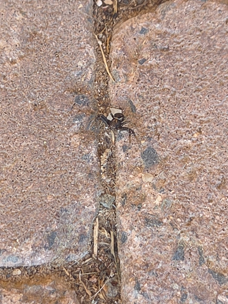 Kupfer-Sonnenspringspinne — Bild 1