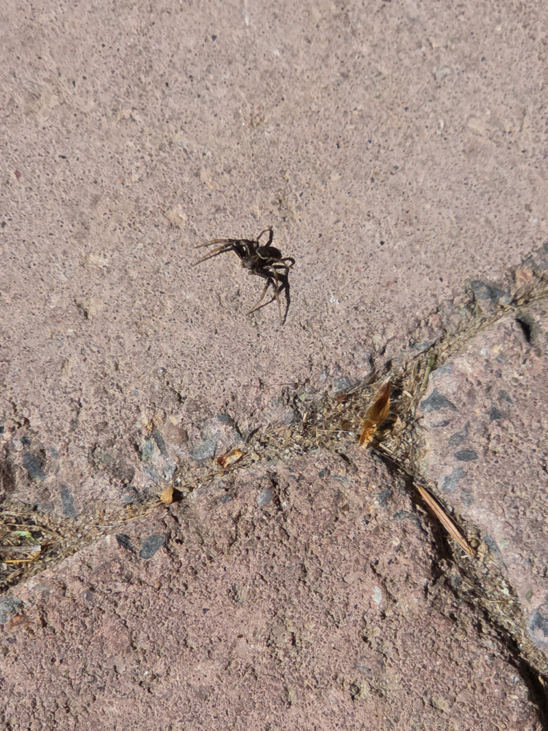 Kupfer-Sonnenspringspinne — Bild 2