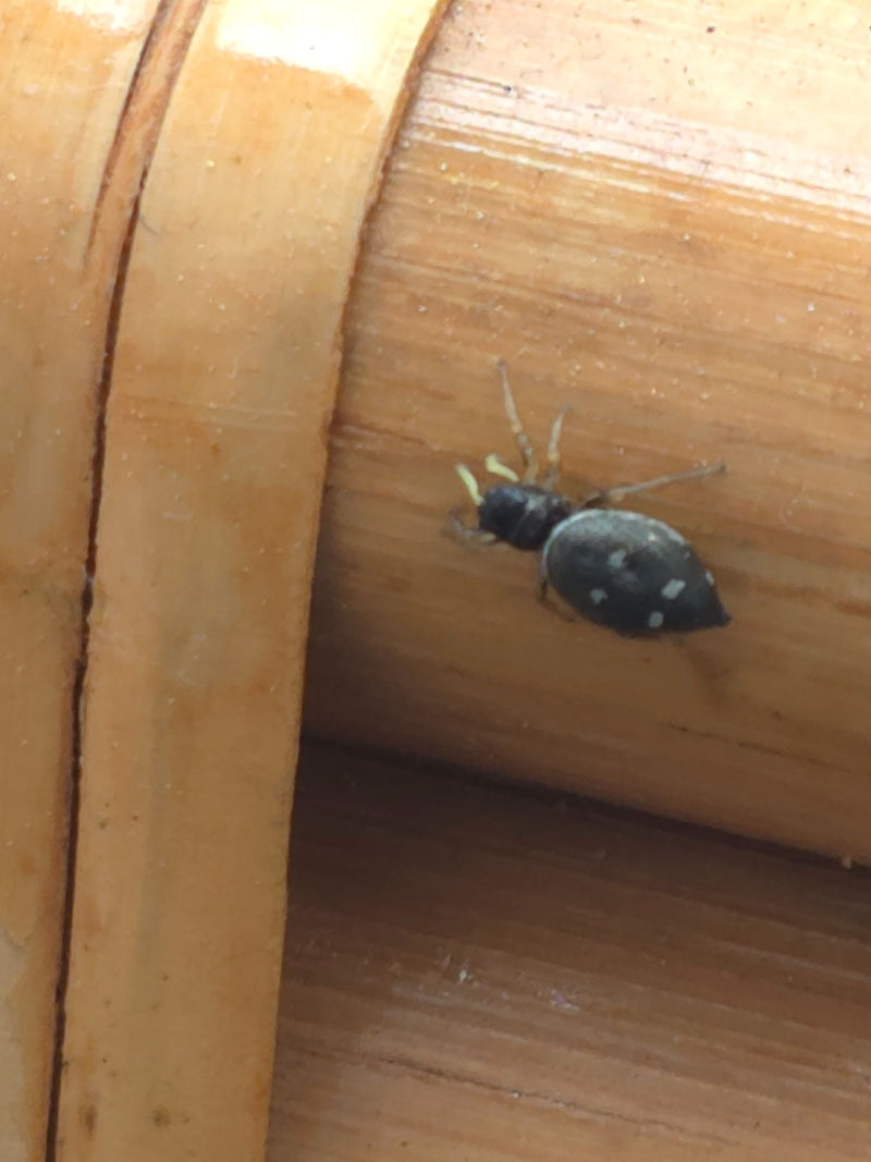 Kupfer-Sonnenspringspinne — Bild 4