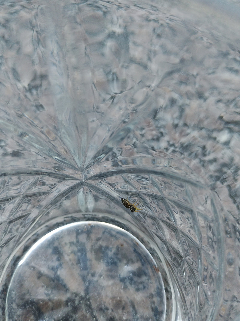 Kupfer-Sonnenspringspinne — Bild 3