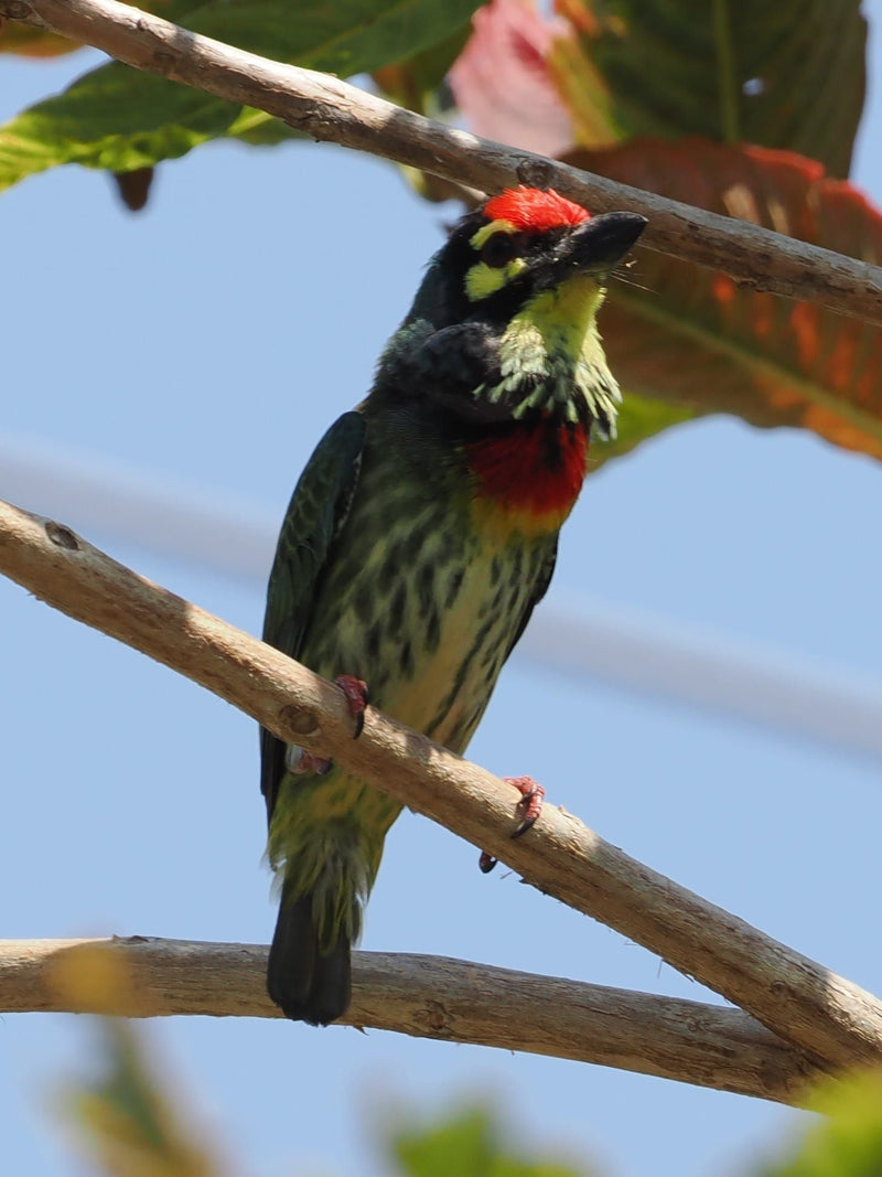 Kupferschmied-Bartvogel — Bild 1