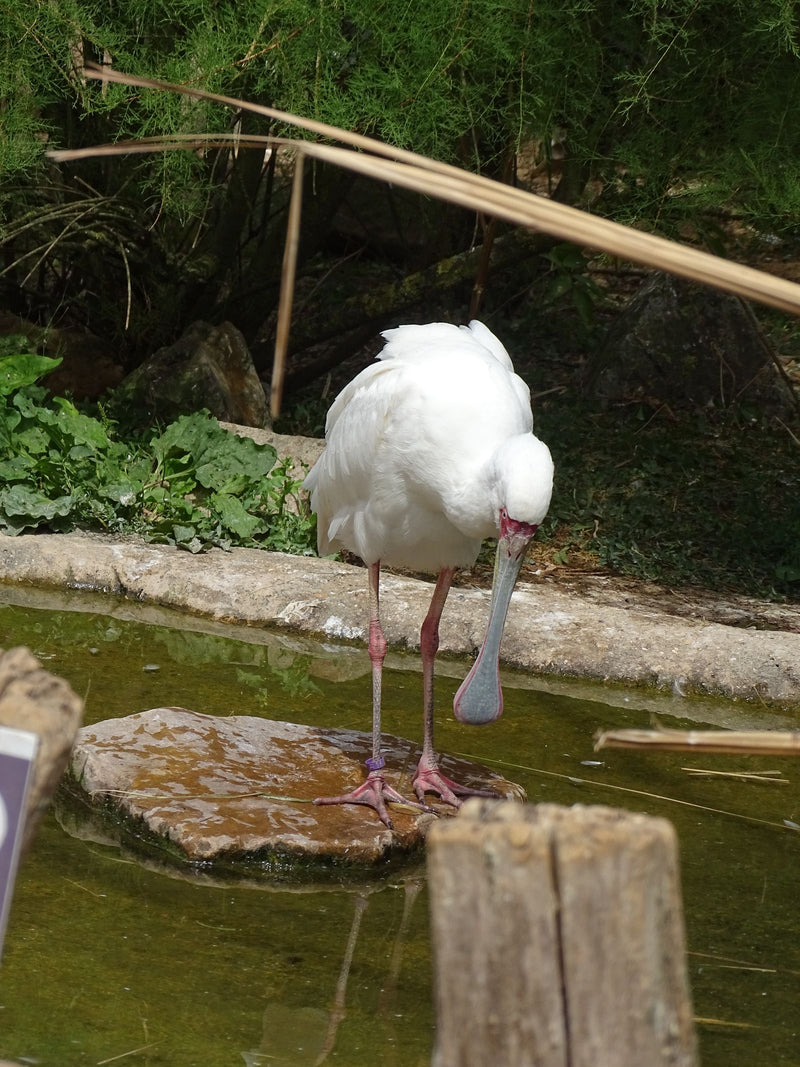 Löffler — Bild 1