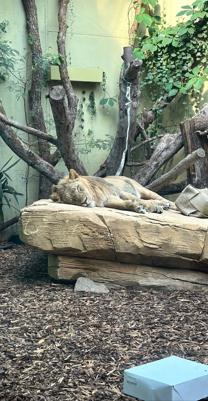 Löwe — Bild 1