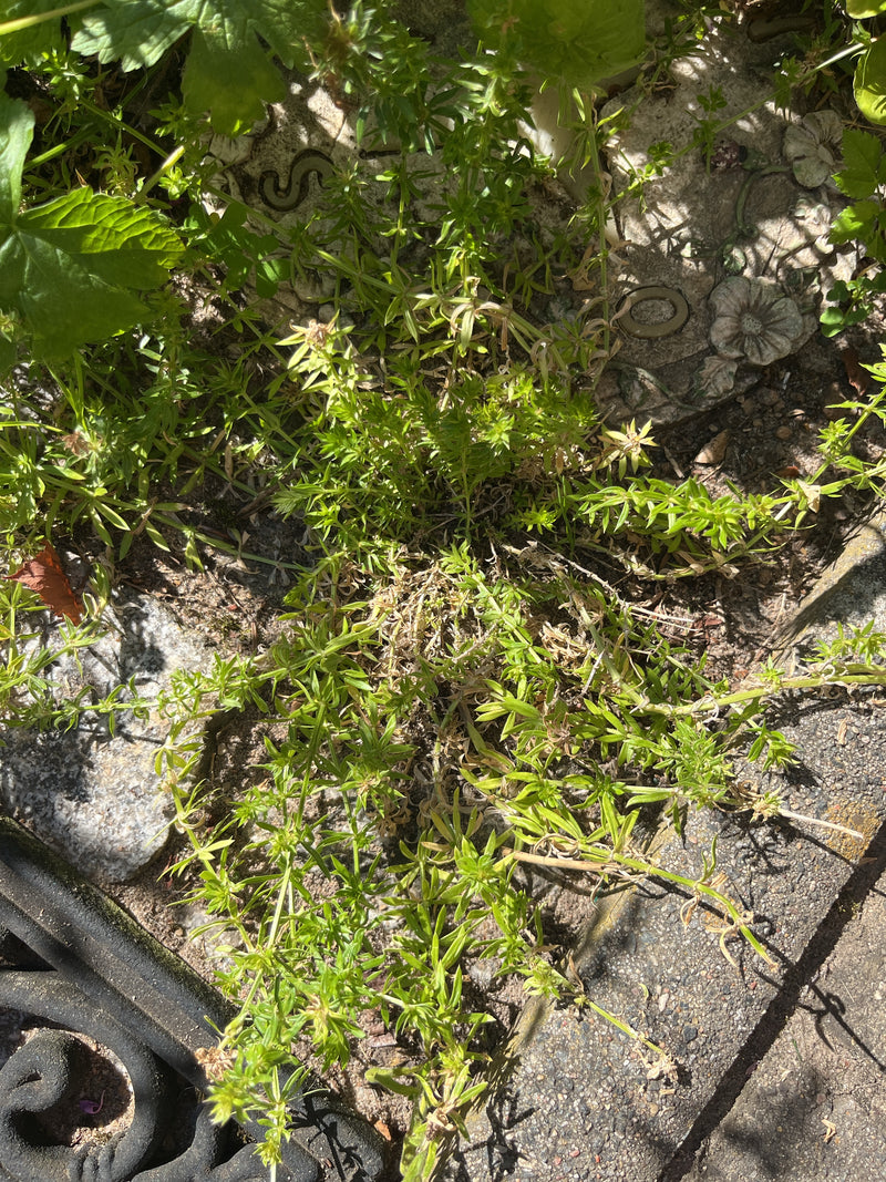 Labkraut — Bild 1