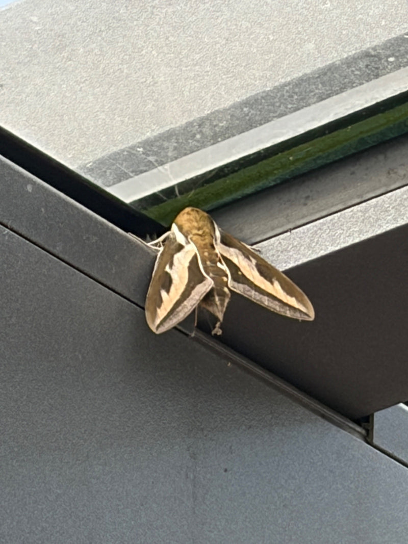 Labkrautschwärmer — Bild 1