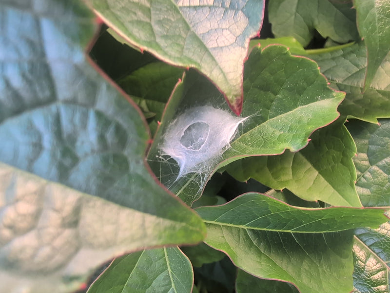Labyrinthspinne — Bild 3
