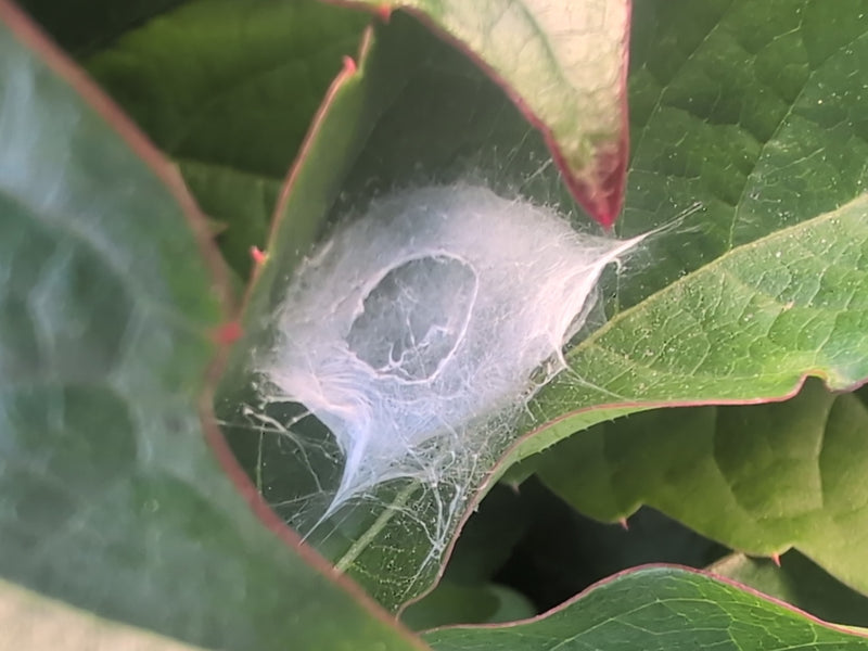 Labyrinthspinne — Bild 4