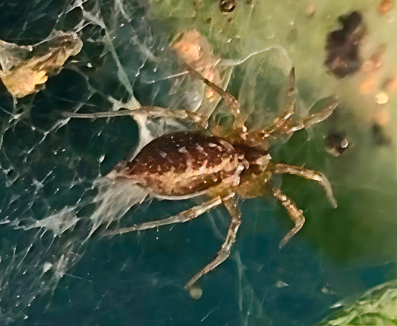 Labyrinthspinne — Bild 2
