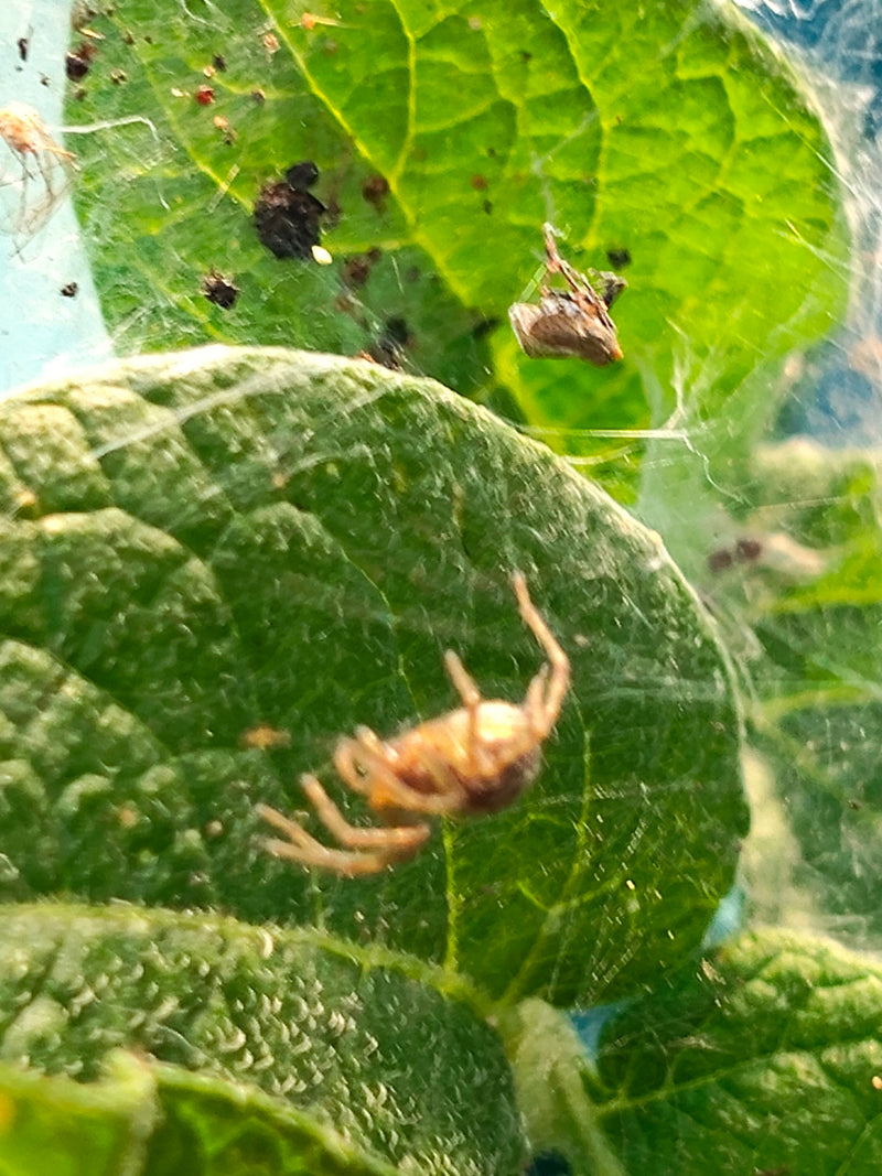 Labyrinthspinne — Bild 1