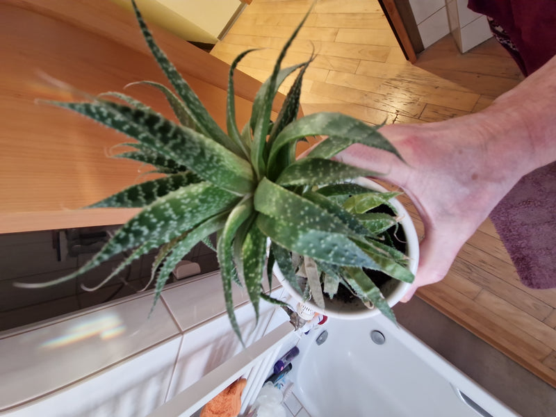 Lace Aloe — Bild 2
