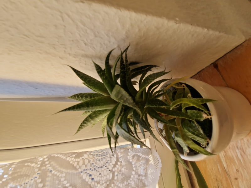 Lace Aloe — Bild 1