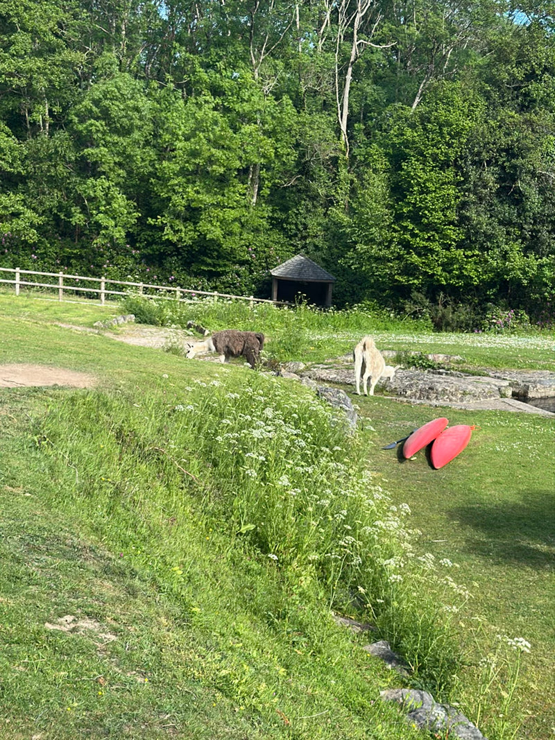 Lama — Bild 3