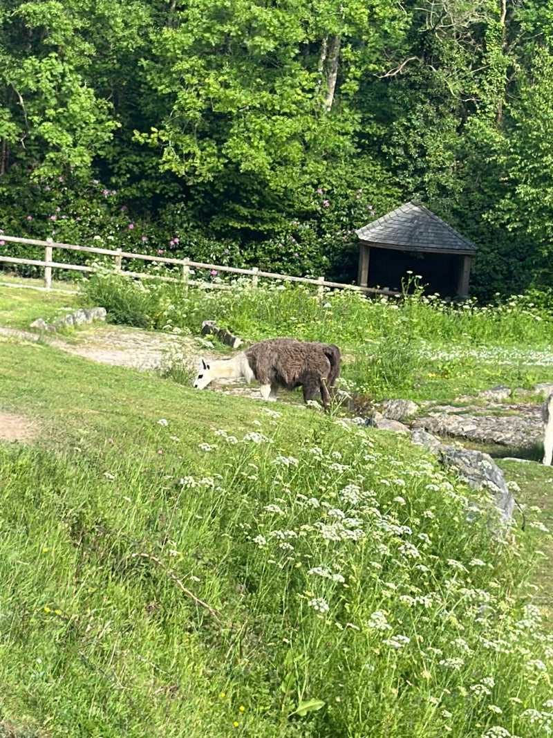 Lama — Bild 1