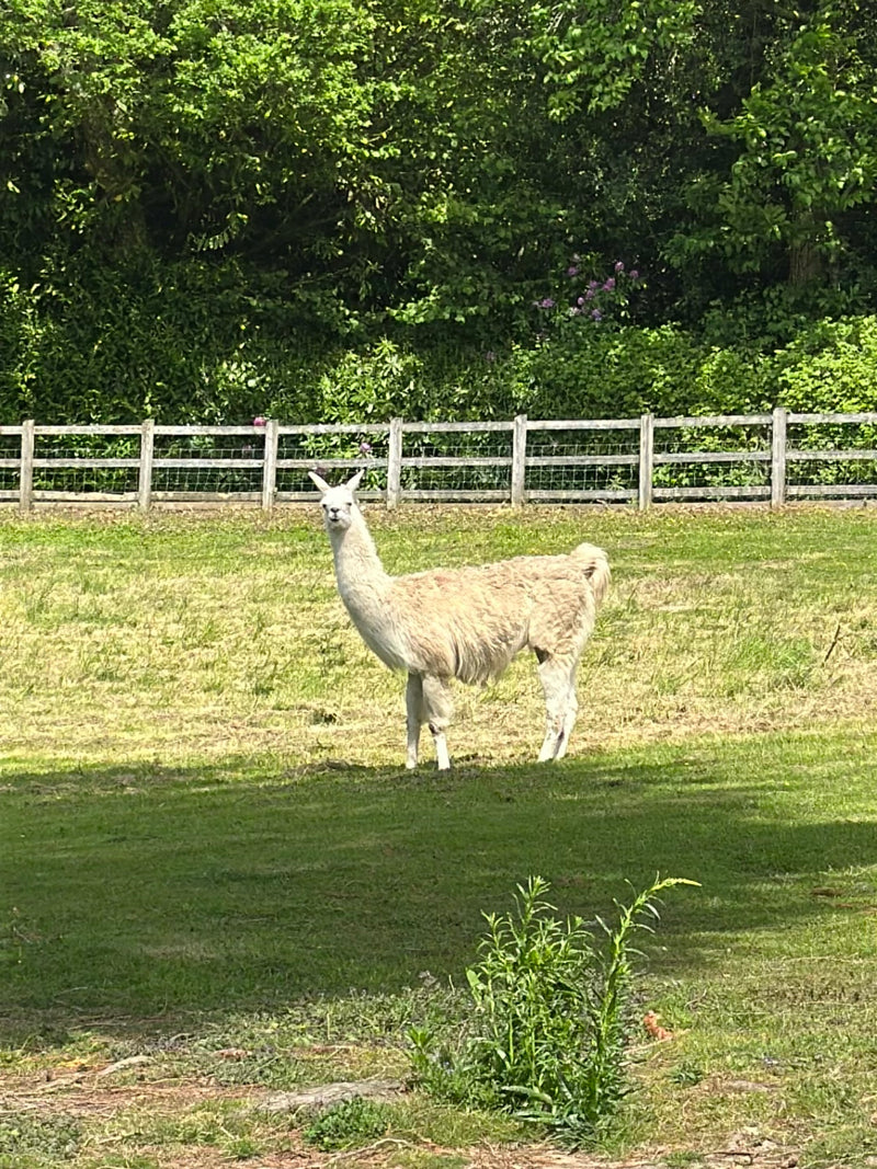 Lama — Bild 2