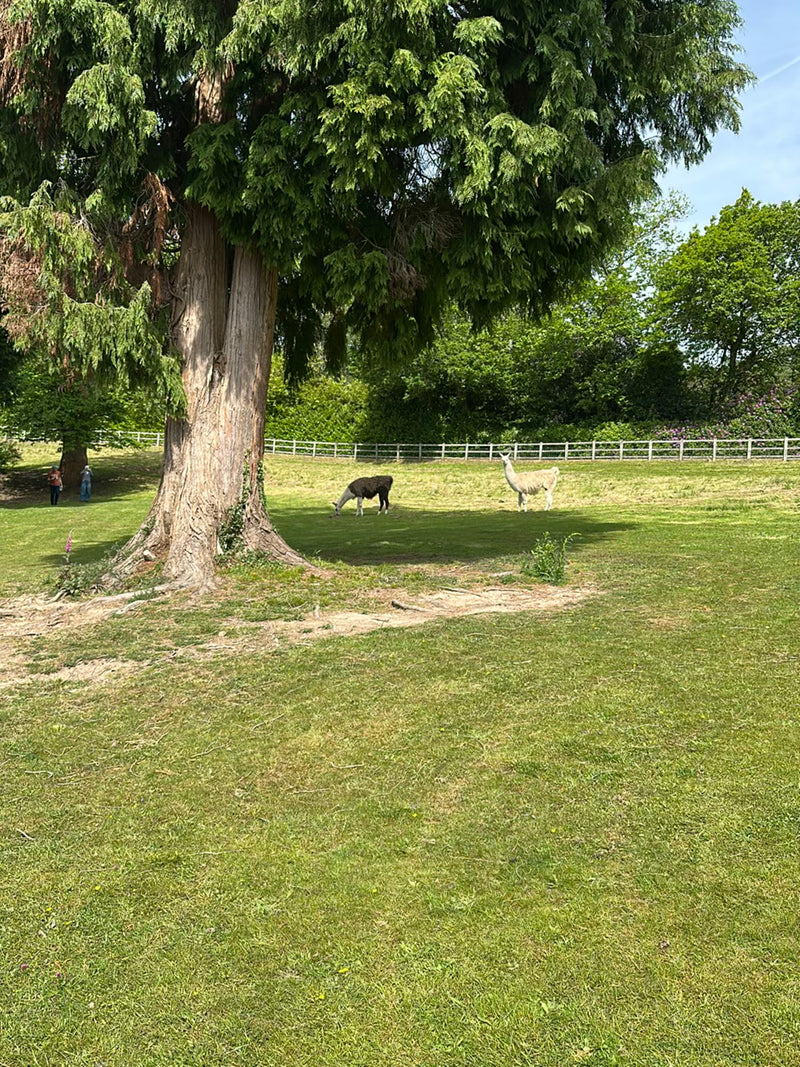 Lama — Bild 4